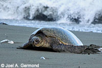 Green Sea Turtle