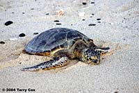 Green Sea Turtle