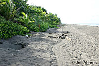 Green Sea Turtle CA Habitat