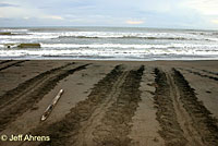 Green Sea Turtle CA Habitat