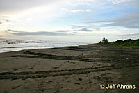 Green Sea Turtle CA Habitat