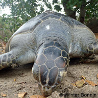 Green Sea Turtle