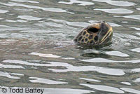 Green Sea Turtle