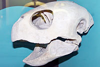 Green Sea Turtle