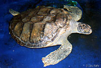 Green Sea Turtle