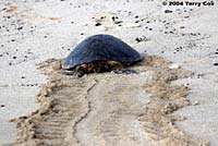 Green Sea Turtle