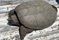 Eastern Snapping Turtle