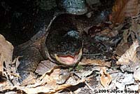 Eastern Snapping Turtle