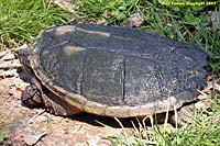 snapping turtle