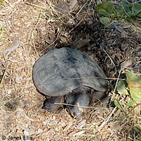 Eastern Snapping Turtle