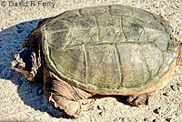 Eastern Snapping Turtle