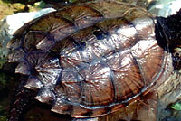 turtle