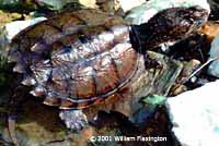 Eastern Snapping Turtle