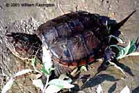 Eastern Snapping Turtle