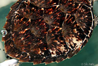 Atlantic Hawksbill Sea Turtle