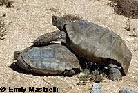 Desert Tortoise