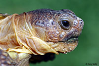 Desert Tortoise
