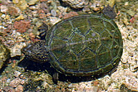 Sonora Mud Turtle