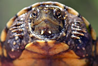 Desert Mud Turtle