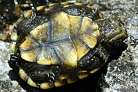 Sonoran Mud Turtle