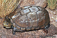 Desert Mud Turtle