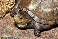 Desert Mud Turtle