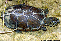 Sonoran Mud Turtle