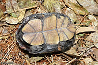 Desert Mud Turtle