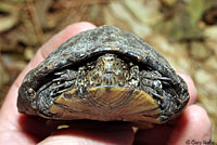 Desert Mud Turtle