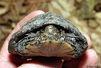 Sonoran Mud Turtle