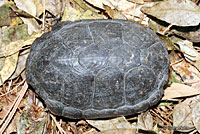 Desert Mud Turtle