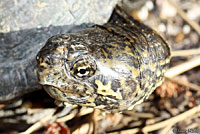 Desert Mud Turtle