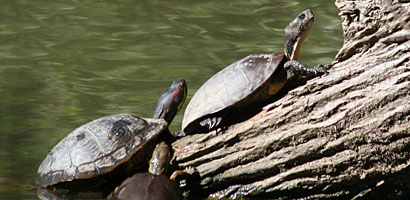 Red-eared Slider