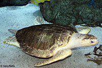 Olive Ridley Sea Turtle