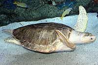 Olive Ridley Sea Turtle