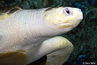 Olive Ridley Sea Turtle