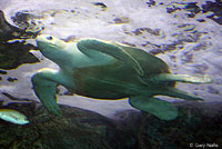 Olive Ridley Sea Turtle