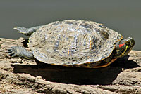 Red-eared Slider