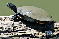 Red-eared Slider