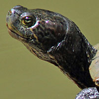 Red-eared Slider