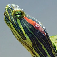 Red-eared Slider