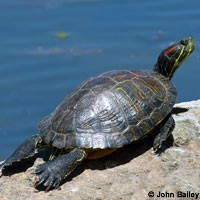 Red-eared Slider