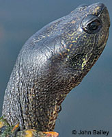 Red-eared Slider