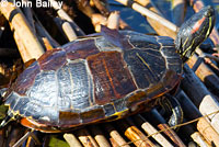 Red-eared Slider
