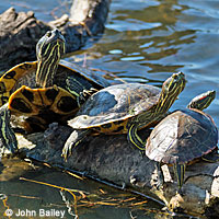 Red-eared Slider