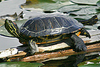 Red-eared Slider