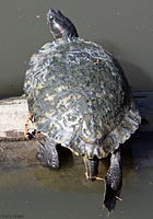Red-eared Slider