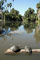 Red-eared Sliders