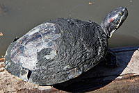 Red-eared Slider