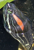 Red-eared Slider